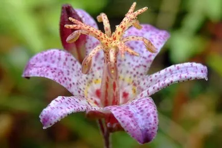 Tricyrtis fotók, faj, ültetés és gondozás