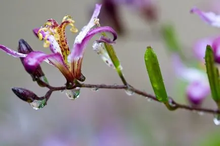 Tricyrtis fotók, faj, ültetés és gondozás