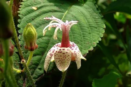 Tricyrtis fotók, faj, ültetés és gondozás