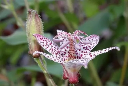 Tricyrtis (foto 55) caracteristici de plantare și întreținere