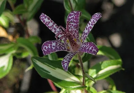 Tricyrtis (gradina orhidee) cultivare, de plantare și îngrijire