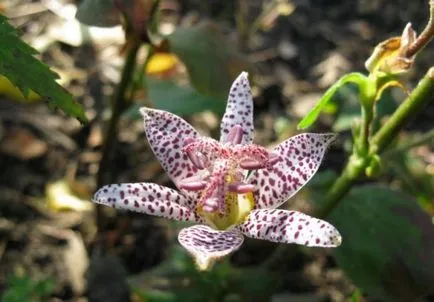 Tricyrtis (foto 55) caracteristici de plantare și întreținere