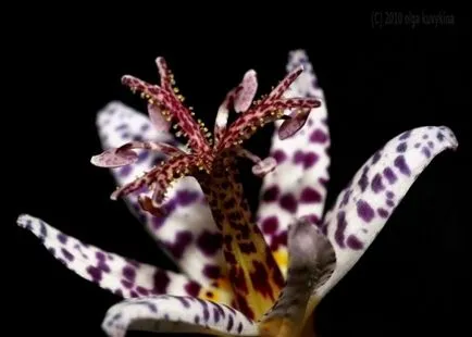 Tricyrtis (foto 55) caracteristici de plantare și întreținere