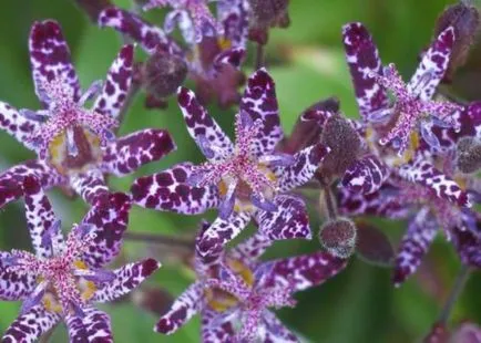 Tricyrtis (foto 55) caracteristici de plantare și întreținere