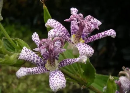 Tricyrtis (foto 55) caracteristici de plantare și întreținere