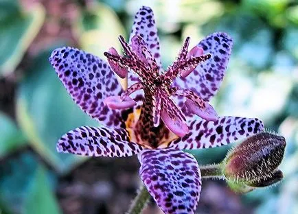 Tricyrtis (gradina orhidee) cultivare, de plantare și îngrijire