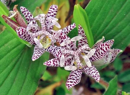 Tricyrtis érdekes faj, termesztés és karbantartás, tenyésztés, telelő