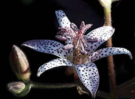 Tricyrtis (foto 55) caracteristici de plantare și întreținere