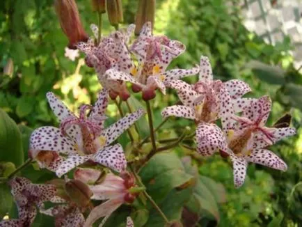 Tricyrtis (foto 55) caracteristici de plantare și întreținere