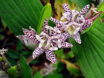 Tricyrtis ültetés és gondozás