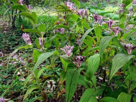 Tricyrtis ültetés és gondozás