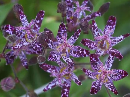 Tricyrtis грижи и отглеждане