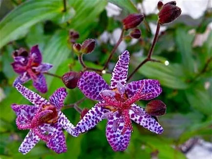 Tricyrtis (foto 55) caracteristici de plantare și întreținere