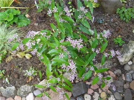 Tricyrtis érdekes faj, termesztés és karbantartás, tenyésztés, telelő