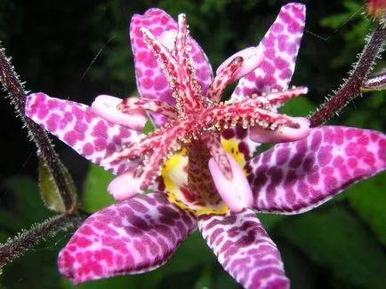 Tricyrtis ültetés és gondozás