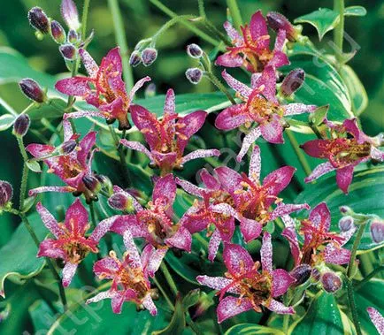 Tricyrtis грижи и отглеждане