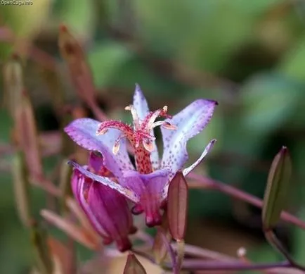 Tricyrtis (foto 55) caracteristici de plantare și întreținere