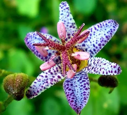 Tricyrtis (gradina orhidee) cultivare, de plantare și îngrijire