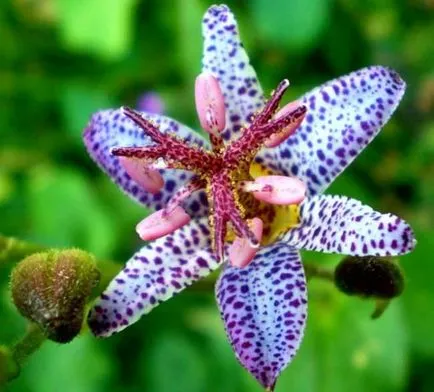 Tricyrtis (foto 55) caracteristici de plantare și întreținere