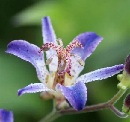 Tricyrtis (foto 55) caracteristici de plantare și întreținere