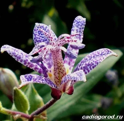 tricyrtis цвете