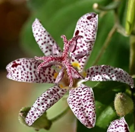 Tricyrtis (foto 55) caracteristici de plantare și întreținere