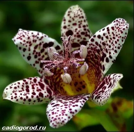 tricyrtis цвете