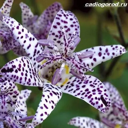 floare tricyrtis