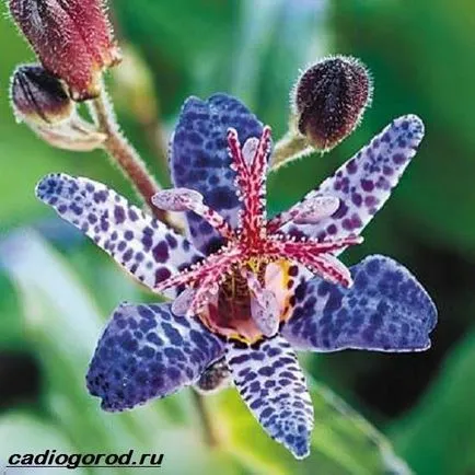 tricyrtis цвете