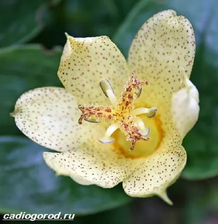 floare tricyrtis