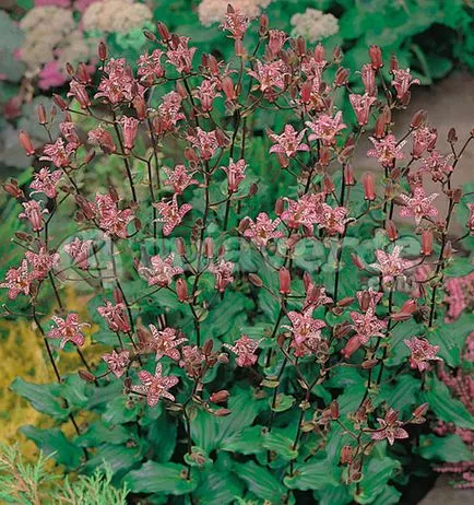 Tricyrtis érdekes faj, termesztés és karbantartás, tenyésztés, telelő