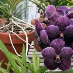 Orchideák minden lehullott levelek -, hogy mit és hogyan kell gyógyítani virág