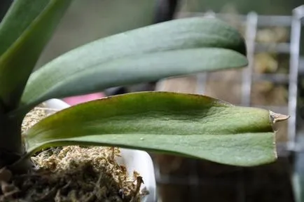 Orchideák minden lehullott levelek -, hogy mit és hogyan kell gyógyítani virág