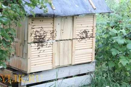 Univerzális kaptár naplopó rajzok és ötletek, fotók és videók