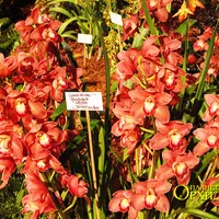 Грижа Cymbidium орхидея