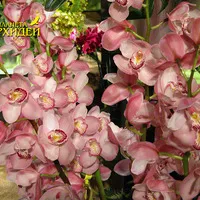 Грижа Cymbidium орхидея