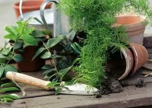 Grija pentru trandafiri în primăvara firului, houseplants