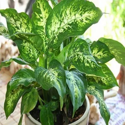 Grija dieffenbachia la udare acasă, sol, temperatură, iluminat, plante elagaj