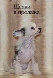 Як виховати цуценя китайського чубатого