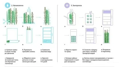 Як зберігати зелень довго - а як це (цибуля) Як зберігати зелень довго - а як це