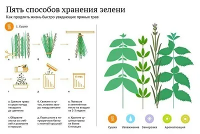 Як зберігати зелень довго - а як це (долго) Як зберігати зелень довго - а як це