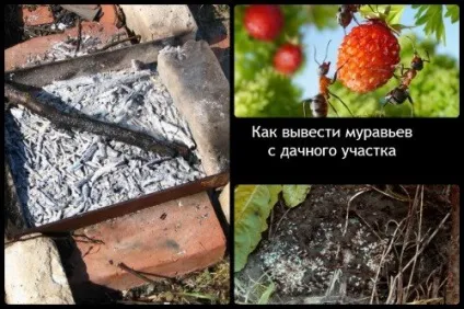 Як вивести мурах з дачної ділянки (Виведення мурах допомоги) Як вивести мурах з дачної ділянки