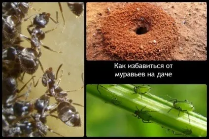 Як вивести мурах з дачної ділянки (вивести) Як вивести мурах з дачної ділянки