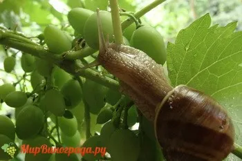 виноградний слимак