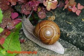 виноградний слимак