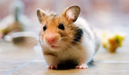 Tipuri de rase autohtone de hamsteri cu fotografii
