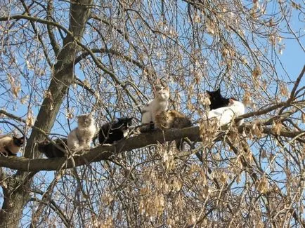 Primăvara a venit - pisicile au sosit!