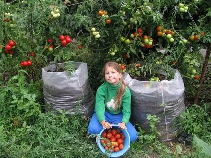 Ние растем домати в чанти Съвети за експерти