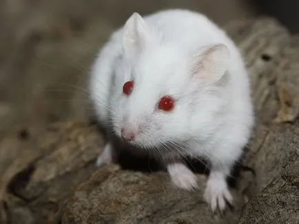 Tipuri de rase autohtone de hamsteri cu fotografii