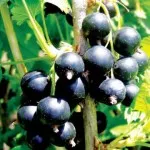 cultivarea currant în țară de reproducție și de îngrijire - grădina proprietarului